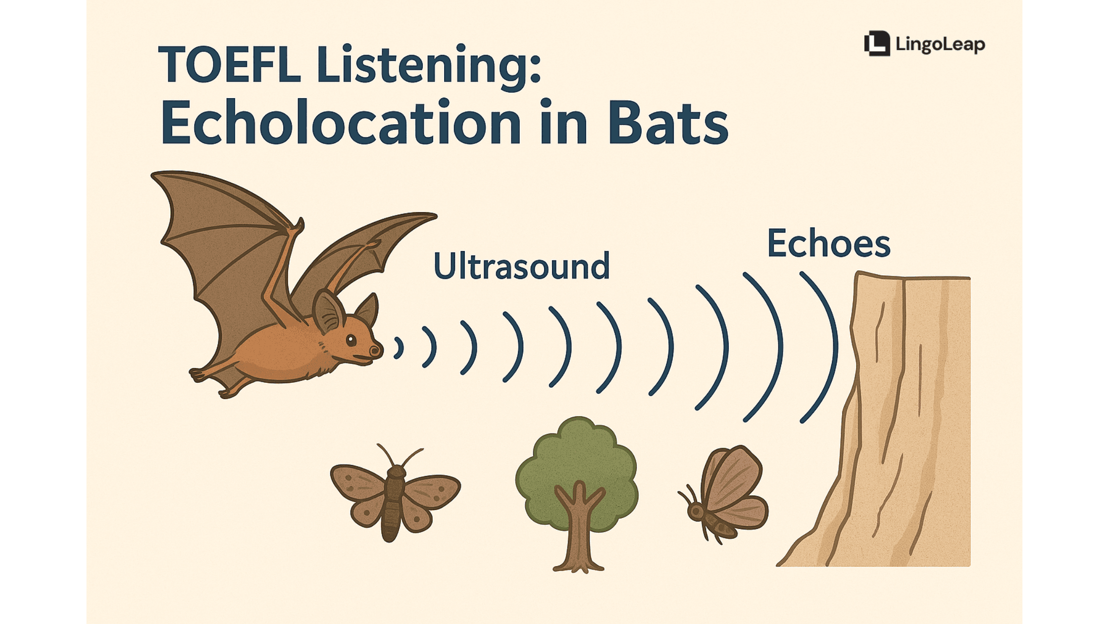 TOEFL Listening Echolocation Bats: Practice, Samples, & Tips